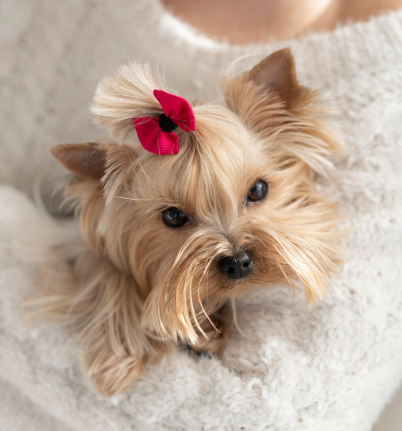 Amici a quattro zampe