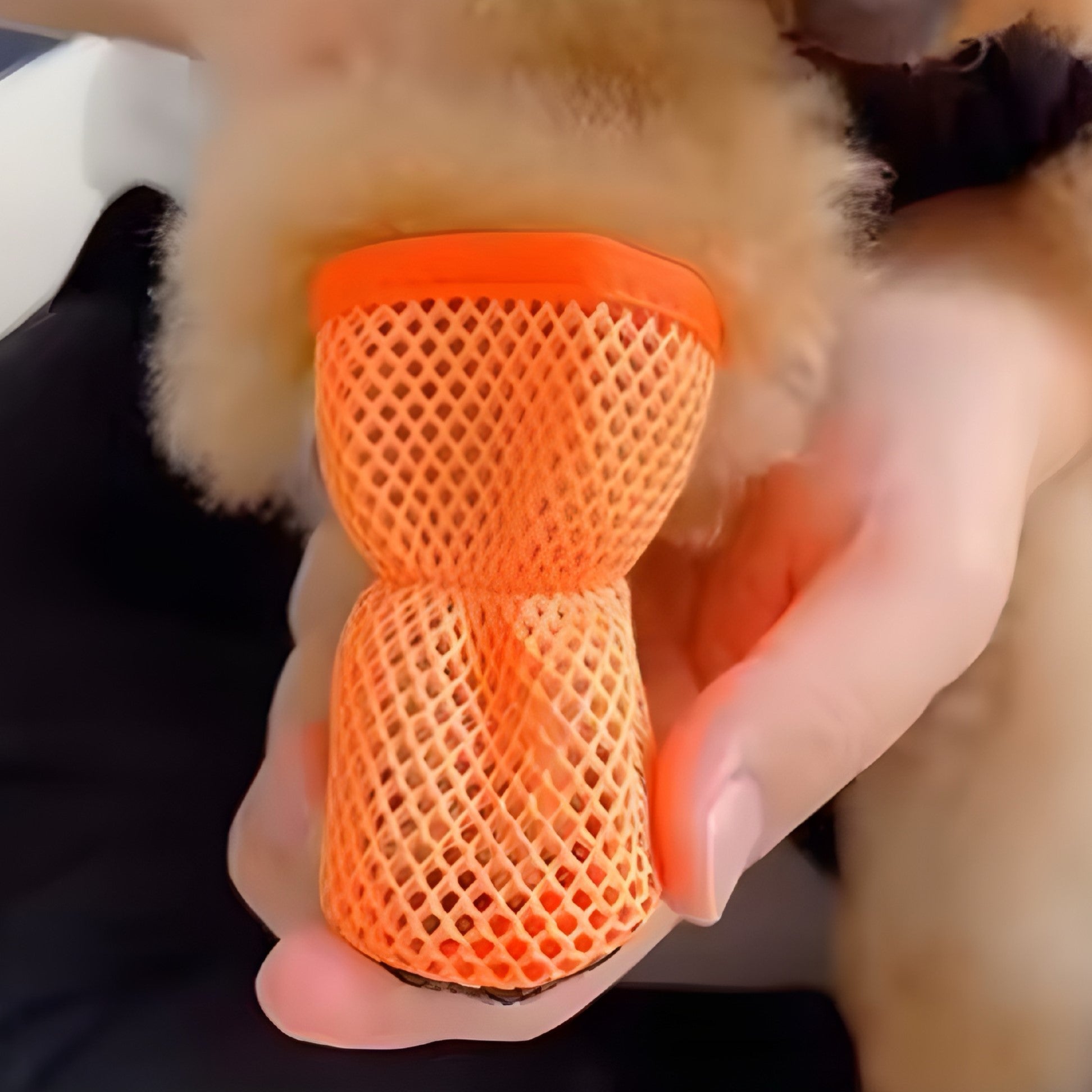 Scarpe Traspiranti per Cani – Proteggi le Zampette con Stile 🐾